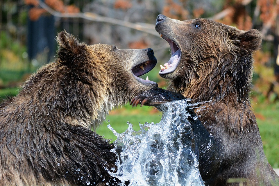 grizzly-210996_960_720.jpg